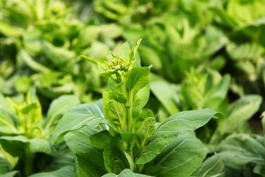 青菜苔(菜苔干） 商品图1