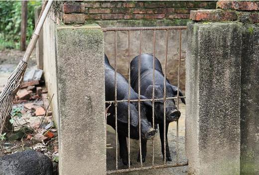 大黑猪 猪油（土法炼好的熟猪油）20元/瓶/160克 商品图2