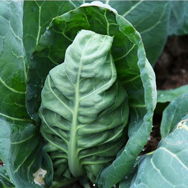 鸡心包菜（卷心菜）约6-8两/个