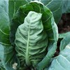 鸡心包菜（卷心菜）约6-8两/个 商品缩略图0