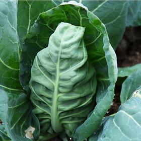 鸡心包菜（卷心菜）约6-8两/个