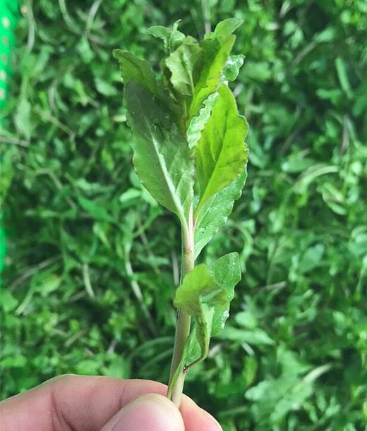 枸杞头（6元/份/3两） 商品图1