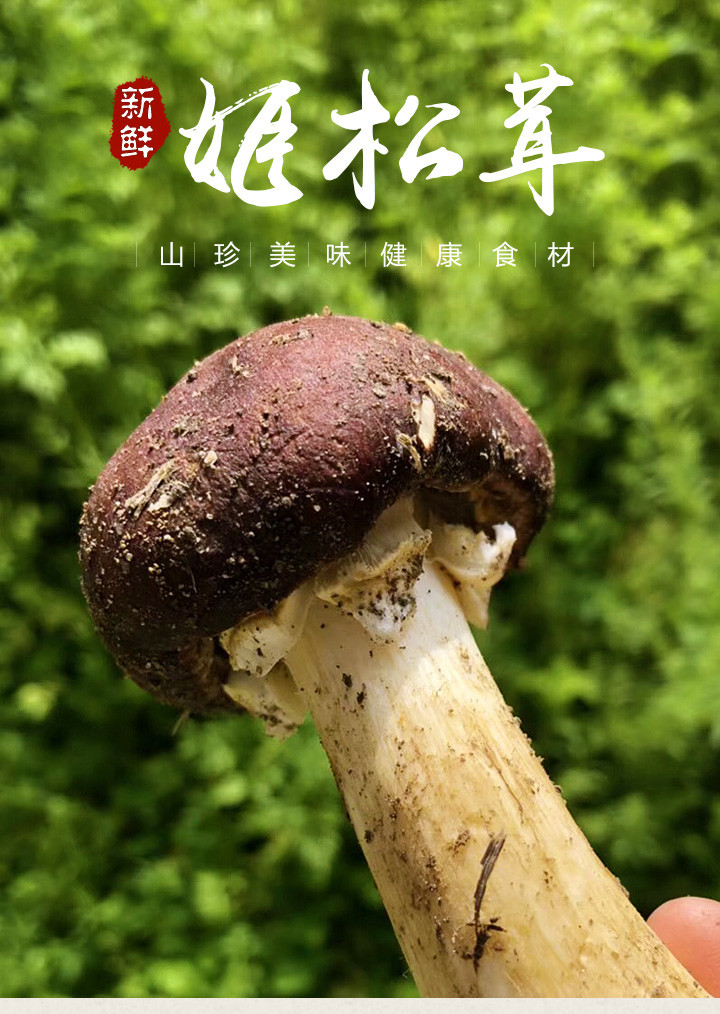 顺丰新鲜姬松茸福建特产农家姬松茸赤松茸2斤装包邮
