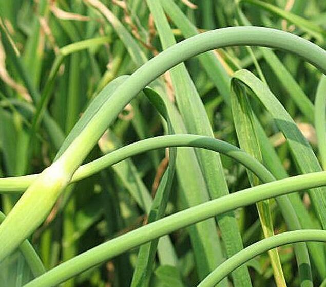 蒜苗（8两/份）