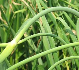 蒜苗（8两/份）