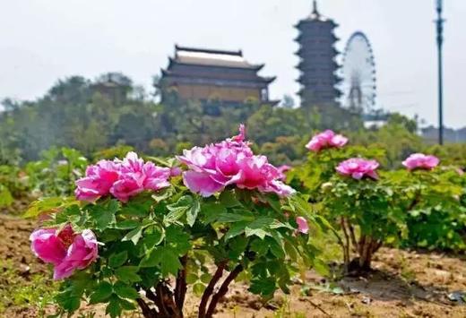 花园村门票价格