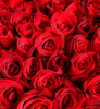 爱到永久----999枝红玫瑰 商品缩略图2