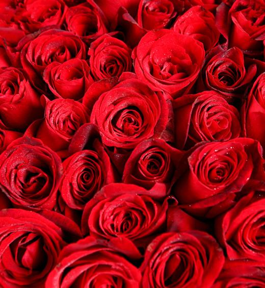 爱到永久----999枝红玫瑰 商品图2