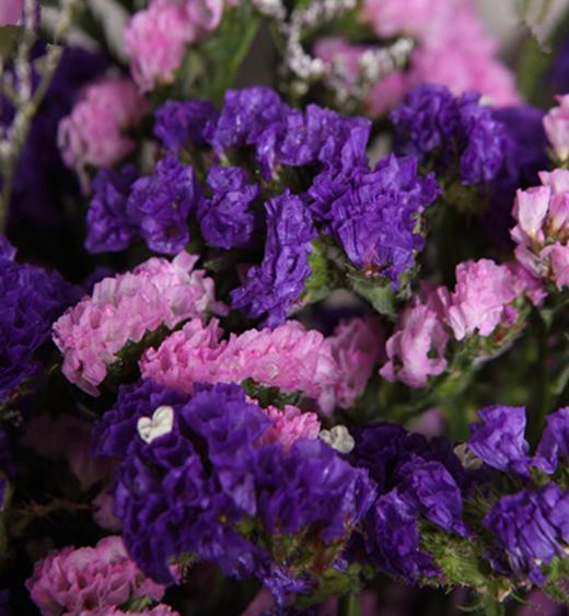 勿忘我鲜花  1383) 商品图1