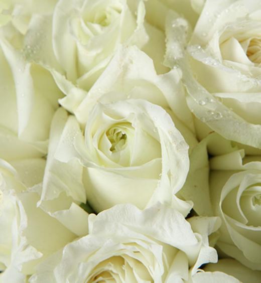 白雪公主白玫瑰50枝搭配适量勿忘我绿叶内层米白色纱外层银灰色树叶