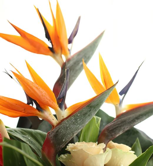 1394 狮子座守护花