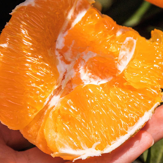 秭归伦晚春橙  酸甜多汁  橙香浓郁  脆嫩化渣   现摘现发   4.5斤 商品图4