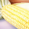 Y 甜玉米（次日发货） 商品缩略图1
