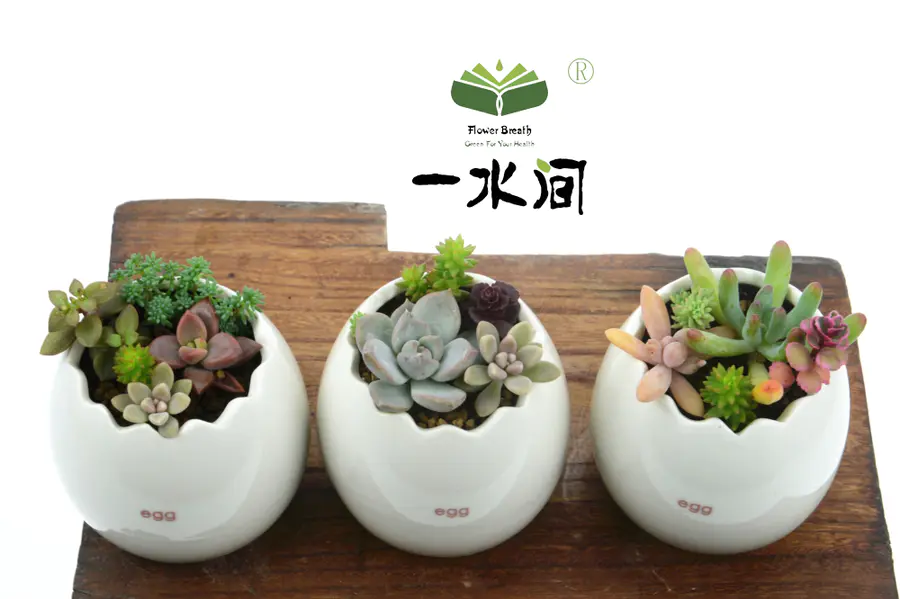 多肉植物养护