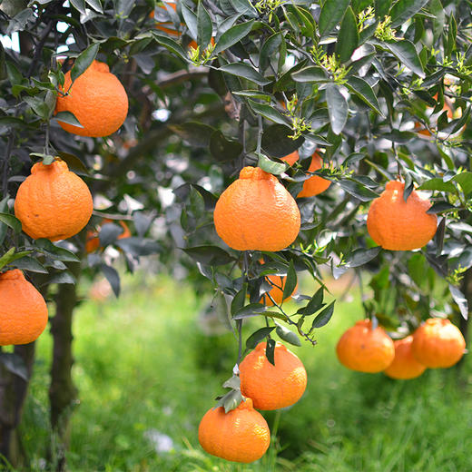 正宗四川丹棱不知火丑橘 现摘现发 柔软化渣约5斤装