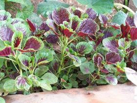 新苋菜（8两/份）