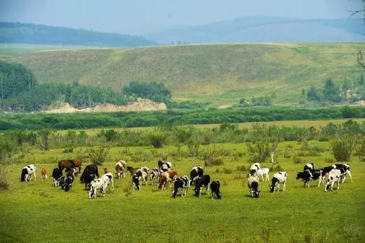 3月25日（越野车）【呼伦贝尔】仲夏呼伦贝尔草原风光、 蒙古族风情，策马奔腾6天摄影 商品图3