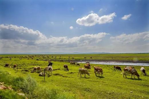 3月25日（越野车）【呼伦贝尔】仲夏呼伦贝尔草原风光、 蒙古族风情，策马奔腾6天摄影 商品图0