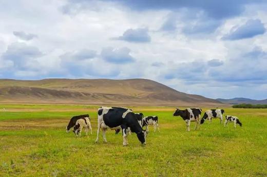 3月25日（越野车）【呼伦贝尔】仲夏呼伦贝尔草原风光、 蒙古族风情，策马奔腾6天摄影 商品图5