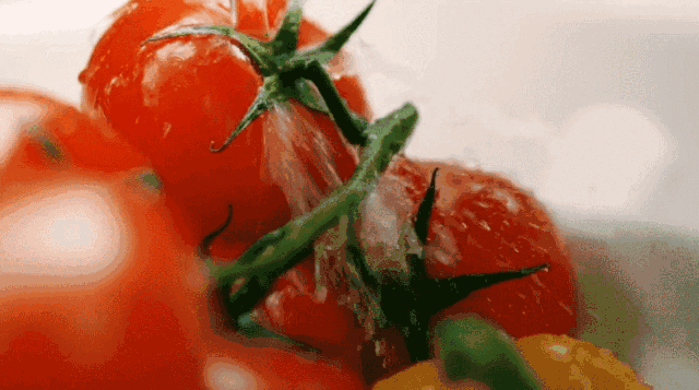 普罗旺斯番茄健康安心西红柿48斤包邮