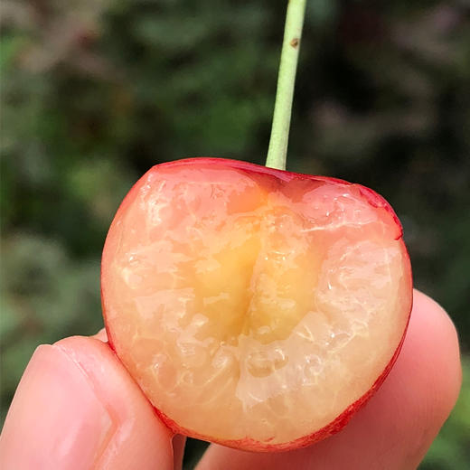 日本| 山形佐藤温室樱桃 果肉娇嫩入口即化 甜度达20度(1盒100g)