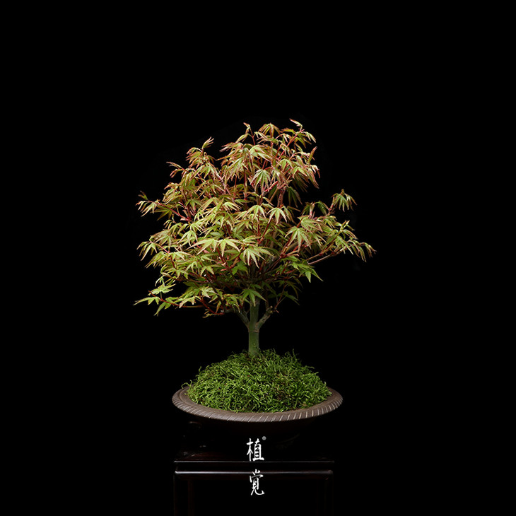 植觉孤品清姬红枫贰