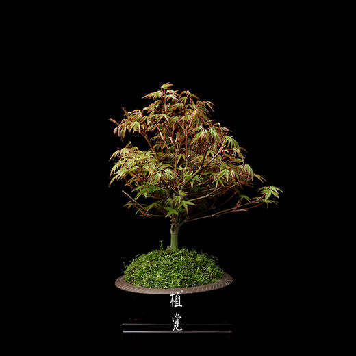 植觉孤品清姬红枫贰