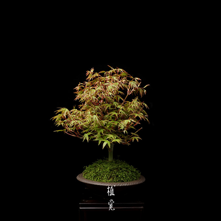 植觉孤品清姬红枫贰