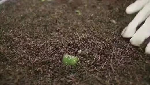 小青柑普洱茶 商品图12