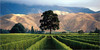 云雾之湾长相思白葡萄酒  2020 Cloudy Bay Sauvignon Blanc, Marlborough, New Zealand 商品缩略图2