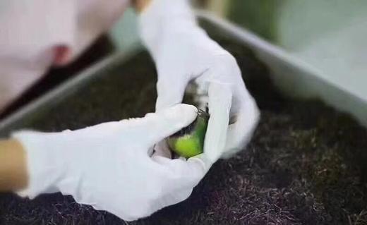 小青柑普洱茶 商品图4