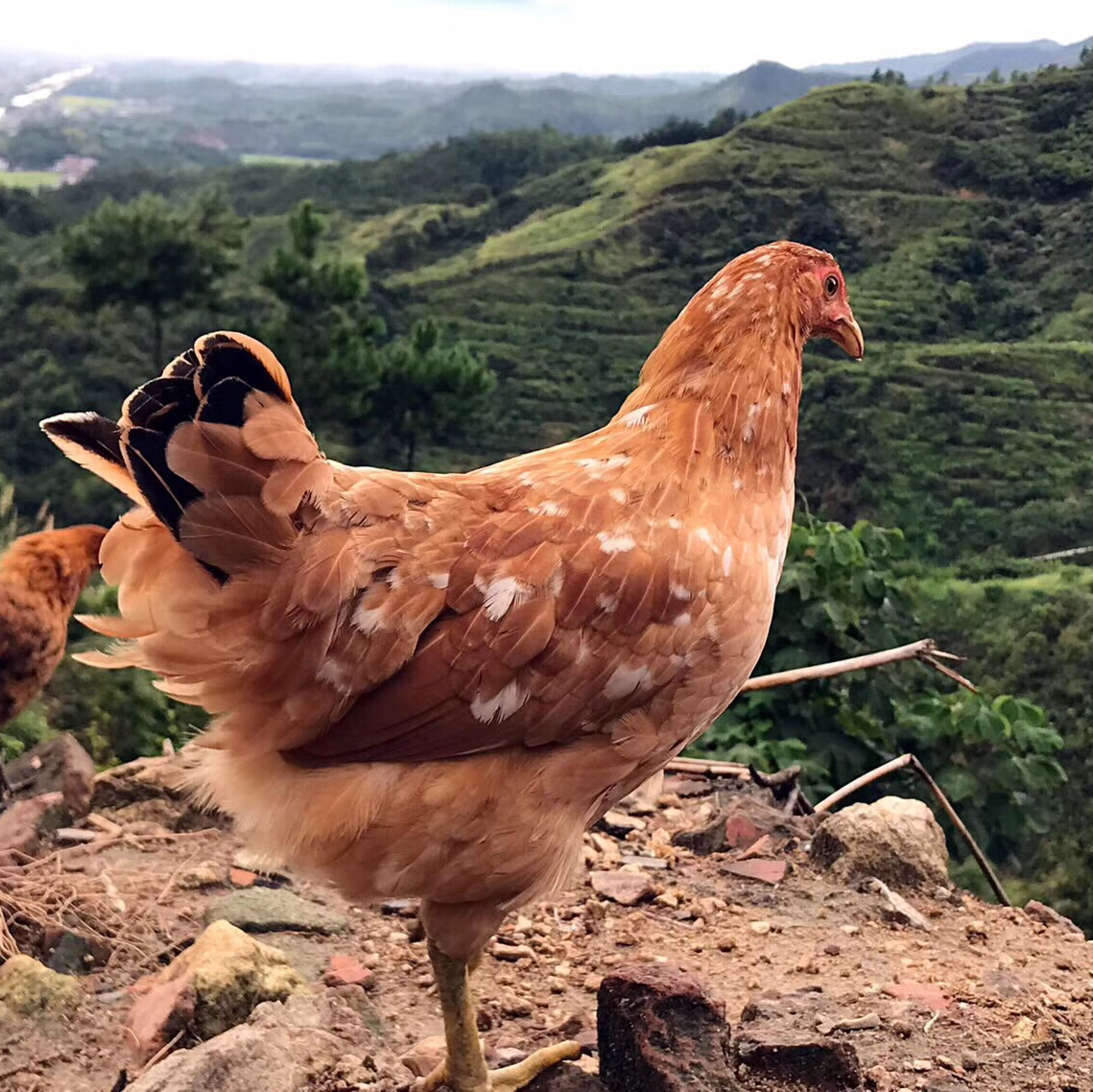 〔上海直发包邮01〕牧场山野老母鸡/老鸭