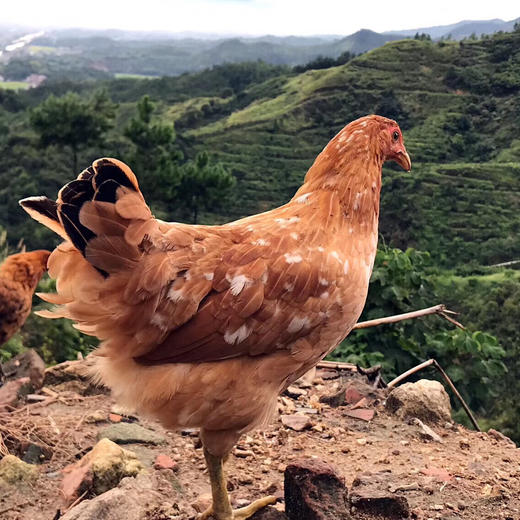 〔上海直发包邮01〕牧场山野老母鸡/老鸭 商品图0
