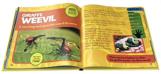 英文原版Little Kids First Big Book of Bugs 昆虫儿童百科普 商品图1