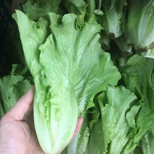 【禾春元食品】原生态生菜 1份/约350g/500g (林晓晴的菜)