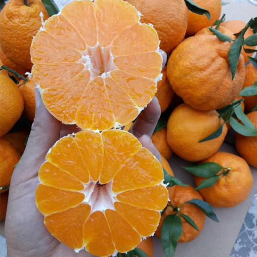 看得见的新鲜 | 四川丹棱北纬30度的甜蜜 不知火丑橘