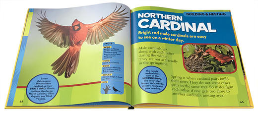 英文原版 National Geographic美国国家地理Little Kids First Big Book of Birds儿童百科 精装大开本 启蒙5-7-10岁儿童读物阅读 商品图1