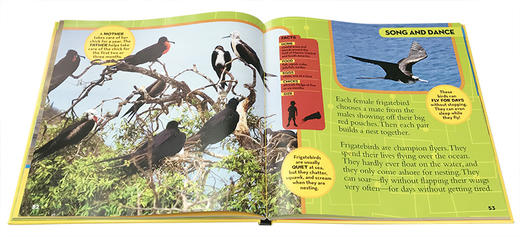 英文原版 National Geographic美国国家地理Little Kids First Big Book of Birds儿童百科 精装大开本 启蒙5-7-10岁儿童读物阅读 商品图3