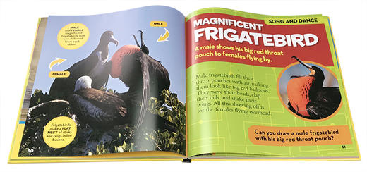 英文原版 National Geographic美国国家地理Little Kids First Big Book of Birds儿童百科 精装大开本 启蒙5-7-10岁儿童读物阅读 商品图2