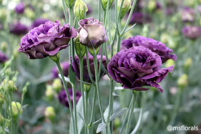 可笑的花 可笑的花