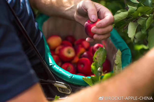 新西兰Rockit樱桃小苹果🍎——外形迷你，红艳可人，脆甜可口 商品图8