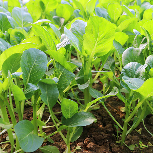 每日现摘  农家种植菜心  菜叶翠绿鲜嫩  菜茎脆嫩 口感清甜不艮  新鲜蔬菜  300g 商品图1