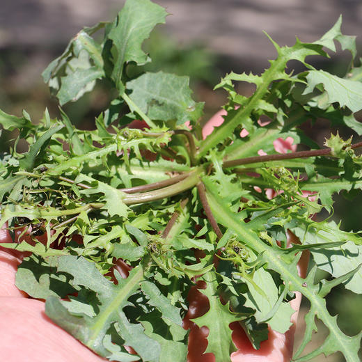 【密云】苦碟子 300g 野外自然生长  曲曲菜曲麻菜 苦麻菜 苦碟菜净菜不用择 商品图1