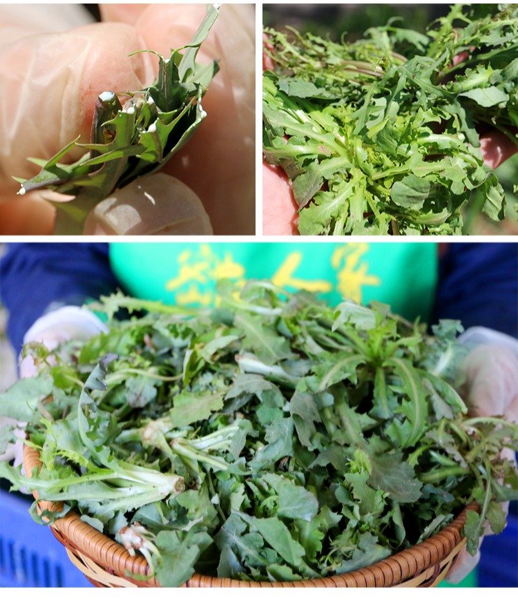 净菜不用择密农人家野生苦碟菜曲麻菜苦麻儿蘸酱菜300g