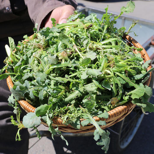 净菜不用择密农人家野生苦碟菜曲麻菜苦麻儿蘸酱菜300g