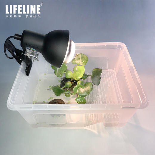 带晒台饲养盒 商品图3