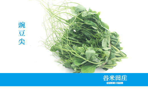 豌豆尖 商品图0