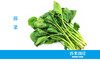 菠菜 商品缩略图0