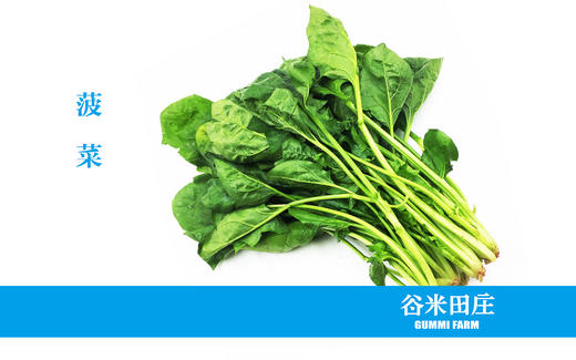 菠菜 商品图0