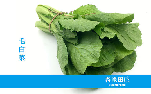 毛白菜 商品图0